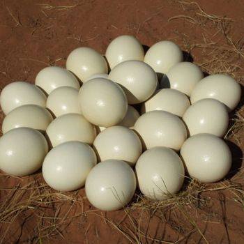 Ostrich eggs