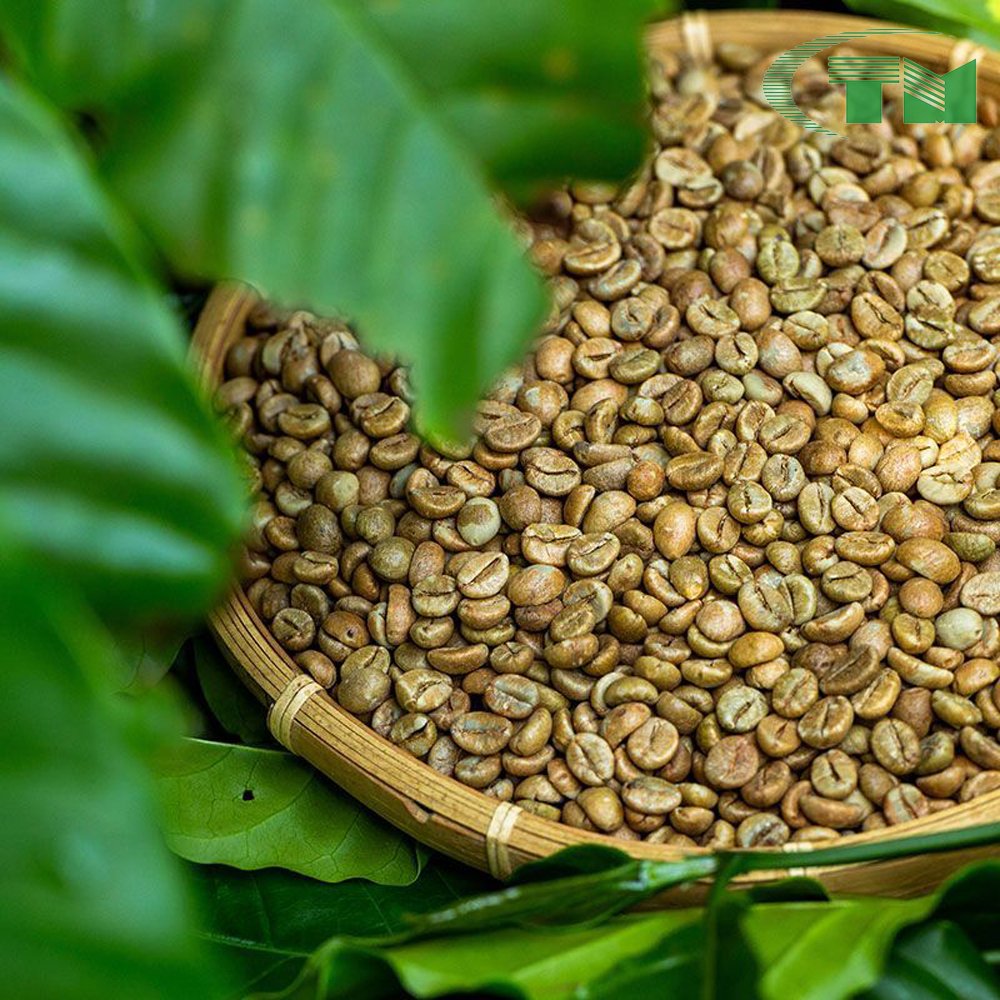 100% Natural Raw Green Robusta Coffee Bean Screen 17 and 18 Standards