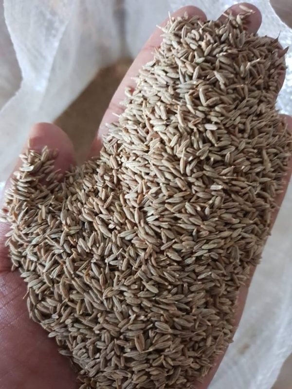 100% Natural Cumin Seeds