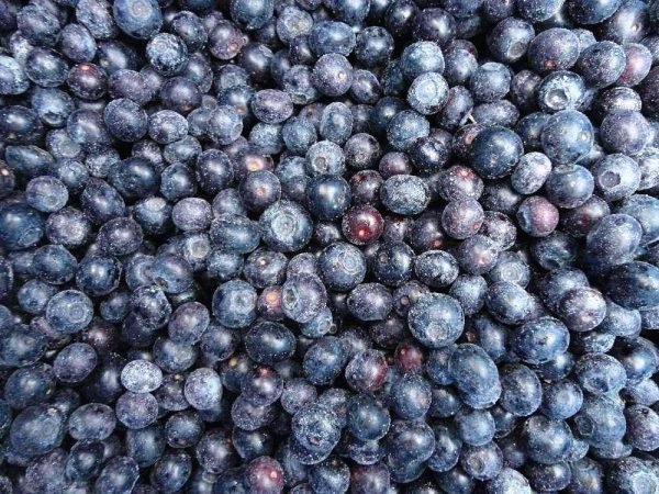 Fresh Blueberries for Sale