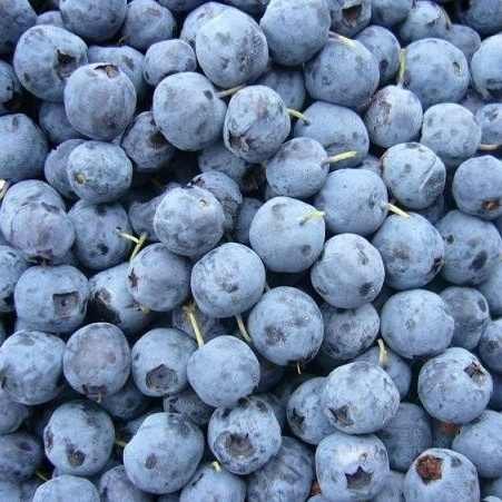 Fresh Blueberries for Sale