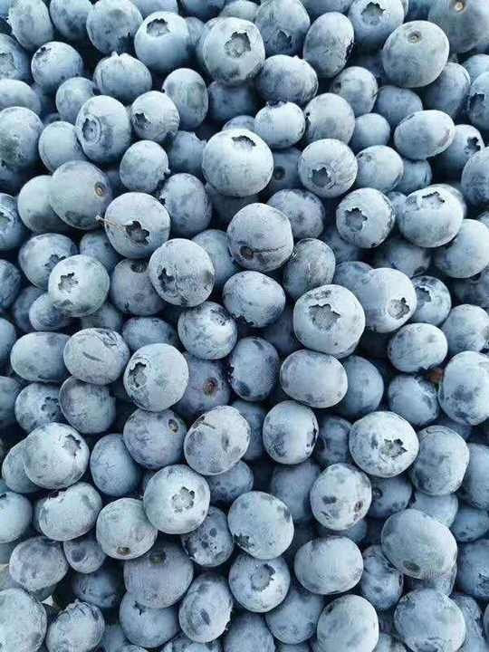 Fresh Blueberries for Sale