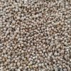 Premium Pearl Millets