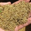 Premium Pearl Millets