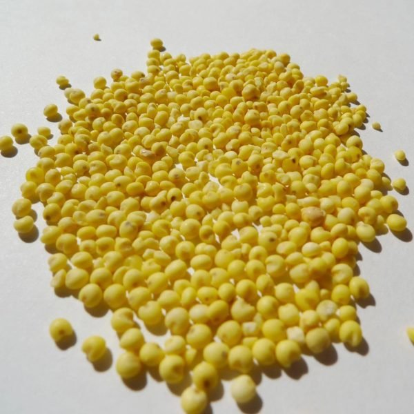High Quality Yellow Millets